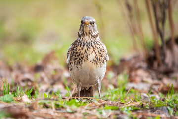 Fieldfare, Turdus pilaris, on a sprng lawn.
