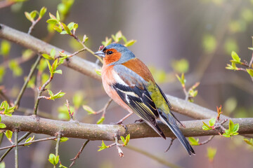 Common chaffinch, Fringilla coelebs, sits on a tree. Common chaffinch in wildlife.