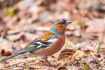 Common chaffinch, Fringilla coelebs, sits on the ground in spring. Common chaffinch in wildlife.