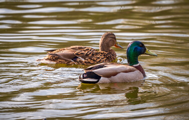 A couple of mallard ducks swims in the river