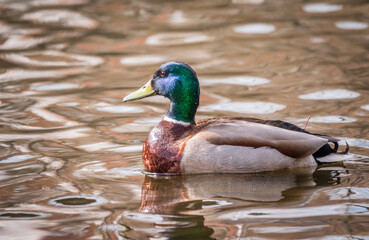 Duck swims in the pond.