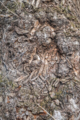 Poplar tree bark with wooden texture nature background