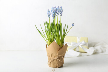 Pot with blooming grape hyacinth (Muscari) on light background