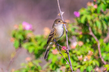 Willow flycatcher