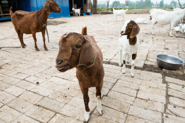 brown goat is standing in the sheepfold