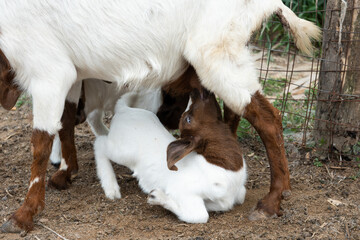 Close up of a mother goat Suckling  Lamb