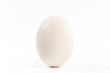 one goose egg isolated on white background