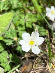 長野県上高地を代表するニリンソウ