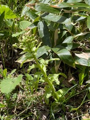 長野県上高地の天然のフキノトウ