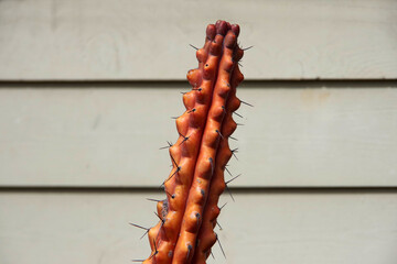 Top of a rare tall orange colored spiky cactus in front of a building wall