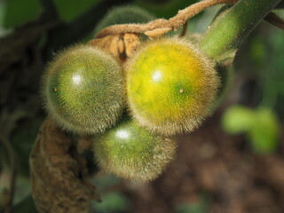yellow Hairy-fruited eggplant on tree background