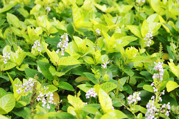 Flowers that often thrive in parks in Jakarta are a type of plant called lupine