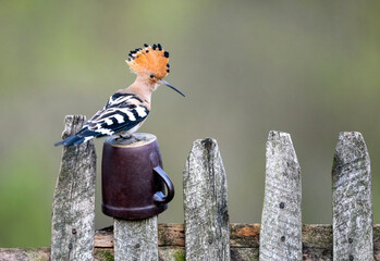 Eurasian hoopoe bird close up ( Upupa epops ) © Piotr Krzeslak