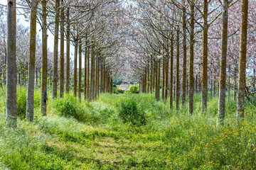 View of Paulownia kiri tree plantation in bloom