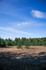 Fototapeta na wymiar Beautiful meadow with young and small evergreen trees and dry grass
