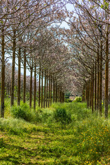 View of Paulownia kiri tree plantation in bloom