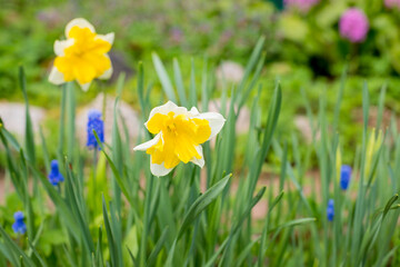 Yellow soft daffodil flower with green leaves in the park outdoor. Beautiful narcissus spring blossom under sunlight in the garden and natural background at spring or summer season. Nature concept.