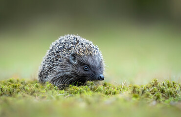 Cute hedgehog in the forest
