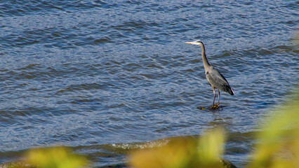 Heron standing in false creek Vancouver Canada