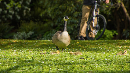 Mother goose with babies in stanley park Vancouver Canada
