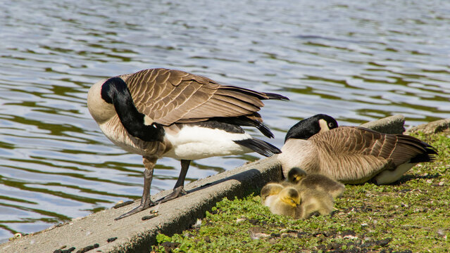 Family Of Geese Next To Lake Stanley Park - Vancouver Canada