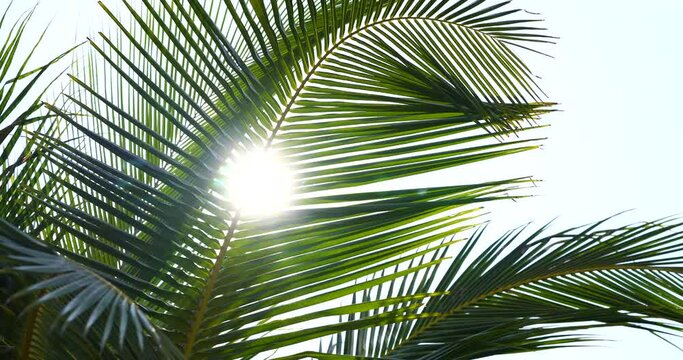 Medium Shot. Abstract green coconut palm trees leaves bottom view sun shining through sky.