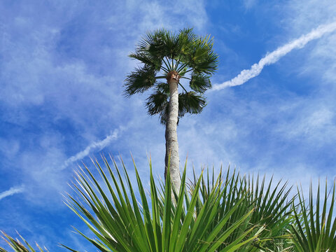 Bottom view of a palm tree against a blue sky with beautiful clouds and a white trail from a flying plane.