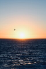 sunset over the sea, BIRD