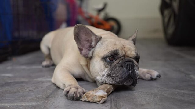 French bulldog lying on cement floor holding rawhide bone.