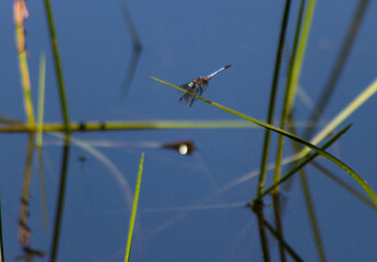 dragonfly sitting on grass