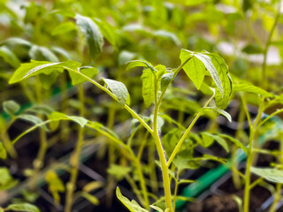 Tomatoes seedling growing in home