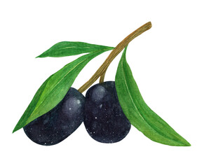 Olive branch watercolor illustration. Ripe black fruits, juicy leaves on sprig of mediterranean tree. Botanical sketch, healthy food. Hand drawn illustration isolated on white background