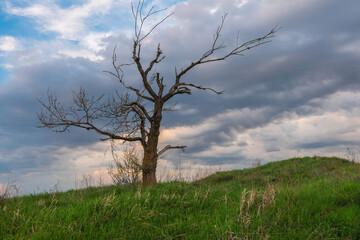 Fototapeta na wymiar one lonely bare tree top hill. old tree on the wind against dramatic blue sky. Fluffy clouds on background