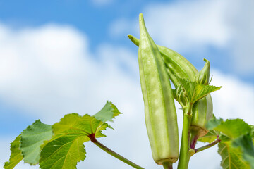 Green okra (Abelmoschus esculentus) seed pod on tree.