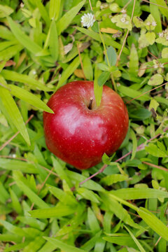 Red apple falling on green grass.