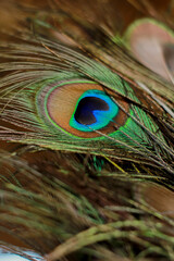 close up of peacock feathers in aesthetic pot