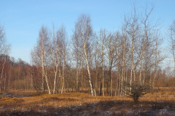 Forest in late autumn.