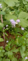 Obraz premium Flowers plant defocused background