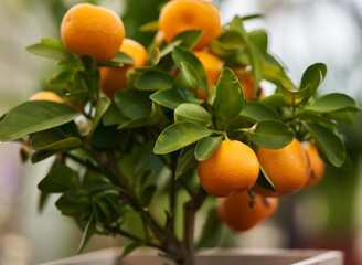 Little mandarin tree with fruits