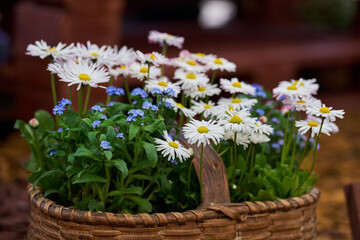 Fototapeta na wymiar Wild daisies in a rustic basket