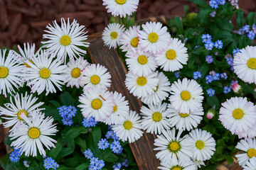 Fototapeta premium Wild daisies in a rustic basket