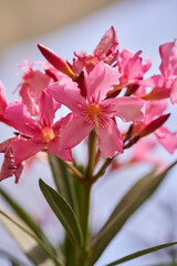 Pink lillies closeup