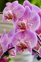 Colorful orchids closeup