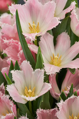 Pink red tulips closeup
