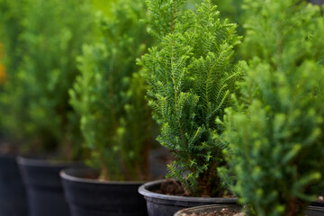 Potted ornamental pine trees