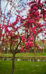 Flowering tree in the park