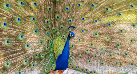 Obraz premium peacock and its beautiful plumage close-up in nature