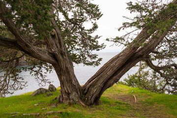 A cedar tree split at the trunk