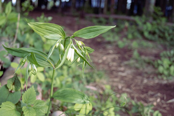 林で咲くホウチャクソウ（Disporum sessile）／イヌサフラン科【日本・4月】