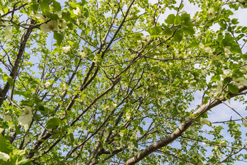 Fototapeta premium 白い花が咲いたハンカチノキ（Davidia involucrata）【日本・4月】／ミズキ科